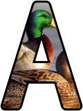 Free printable Duck background instant display digital lettering sets for classroom display.