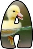 Free printable Duckling background instant display digital lettering sets for classroom display.