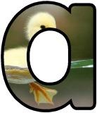 Free printable Duckling background instant display digital lettering sets for classroom display.