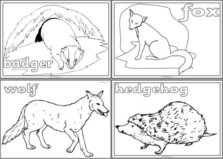 European Animals Colouring Pages