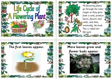 life cycle of a flowering plant for children