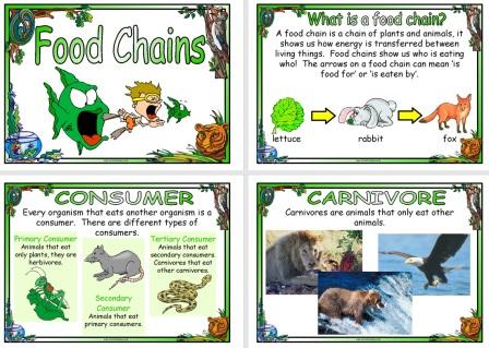 picture of food chain and food web. which look at food chains.
