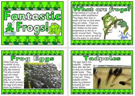 Printable Frogs Posters Life Cycle Facts etc