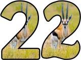 Free Gazelle  background display lettering sets