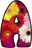 Free Gerbera Daisy flowers display lettering sets, digital letters, flower letters