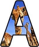 Free Giraffe  background display lettering sets