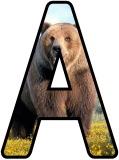 Free printable instant display lettering sets with a Grizzly Bear background.
