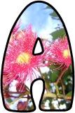 Free Printable, Australian Gum Tree, Eucalyptus flowers background instant display digital lettering sets for display, crafts, scrapbooking etc.