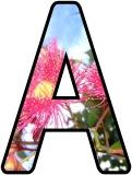 Free Printable, Australian Gum Tree, Eucalyptus flowers background instant display digital lettering sets for display, crafts, scrapbooking etc.