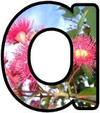 Free Printable, Australian Gum Tree, Eucalyptus flowers background instant display digital lettering sets for display, crafts, scrapbooking etc.