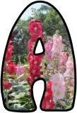 Free printable Hollyhock flower lettering for display