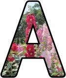 Free printable Hollyhock flower lettering for display