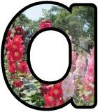Free printable Hollyhock flower lettering for display