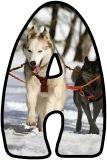 Free printable instant display digital lettering sets with a Husky dog background.