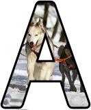 Free printable instant display digital lettering sets with a Husky dog background.
