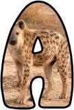 Free printable instant display digital lettering sets with a Hyena photo background.  Great for classroom displays and bulletin boards.