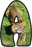 Free printable Jaguar background instant display digital letters sets for classroom display, scrapbooking and bulletin board display.