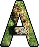 Free printable Jaguar background instant display digital letters sets for classroom display, scrapbooking and bulletin board display.