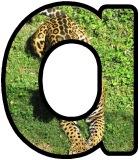 Free printable Jaguar background instant display digital letters sets for classroom display, scrapbooking and bulletin board display.