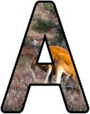 Free printable digital letters, lettering with a kangaroo theme.  Bulletin board printables for busy teachers.