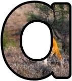 Free printable digital letters, lettering with a kangaroo theme.  Bulletin board printables for busy teachers.