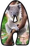 Free Koala Bear lettering sets, display letters.