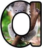 Free Koala Bear lettering sets, display letters.