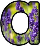 Free printable Lavender flower lettering for display