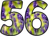 Free printable Lavender flower lettering for display