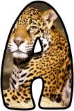 Free Leopard background display lettering sets