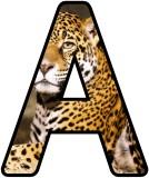 Free Leopard background display lettering sets