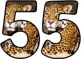Free Leopard background display lettering sets