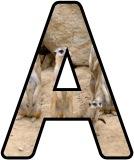 Free printable Meerkat background instant display digital lettering sets for classroom display.