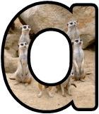 Free printable Meerkat background instant display digital lettering sets for classroom display.
