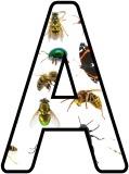 Free printable Mini Beasts, Insects, Bugs photo background classroom display lettering sets.