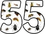 Free printable Mini Beasts, Insects, Bugs photo background classroom display lettering sets.