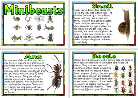 Free Minibeasts Facts Science Posters