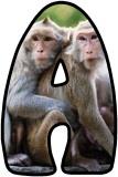 Free Monkey background display lettering sets