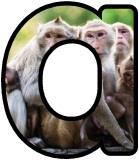 Free Monkey background display lettering sets