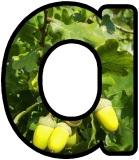 Free printable Oak Leaf and Acorn photo background printable display lettering sets for classroom, bulletin board display.