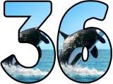 Free printable Orca, Killer Whale background instant display digital lettering sets.