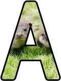 Free printable lettering sets for classroom bulletin display featuring a pair of otters for the background.