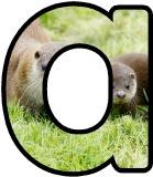Free printable lettering sets for classroom bulletin display featuring a pair of otters for the background.