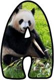 Free printable digital lettering sets for classroomd display, featuring a Panda Bear background.