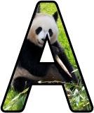 Free printable digital lettering sets for classroomd display, featuring a Panda Bear background.
