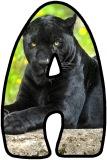 Panther background instant display lettering sets for classroom display.