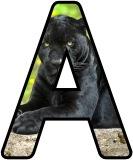 Panther background instant display lettering sets for classroom display.