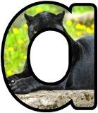Panther background instant display lettering sets for classroom display.