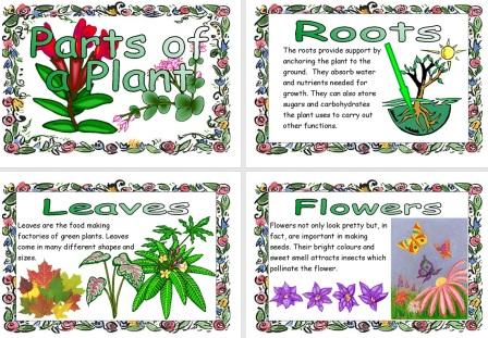 Free Science Resource Parts of a Plant Posters