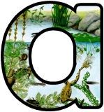 Free printable instant display digital lettering sets with a Pond Dipping, Pond Life, Pond Habitat background lettering for classroom display.